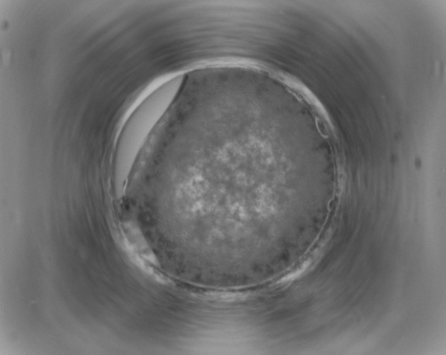 X0000085300860200703231856