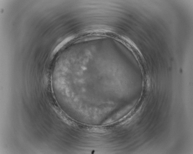 X0000085300874200703231855