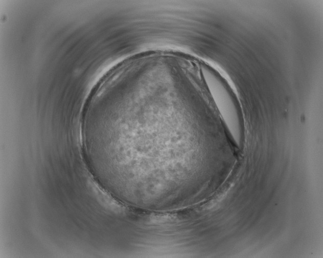 X0000085300887200703231855