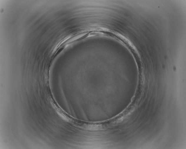 X0000085300889200703231855