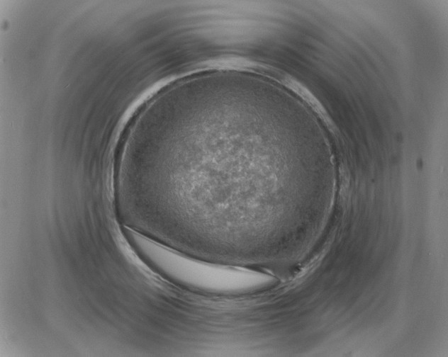 X0000085300939200703231854