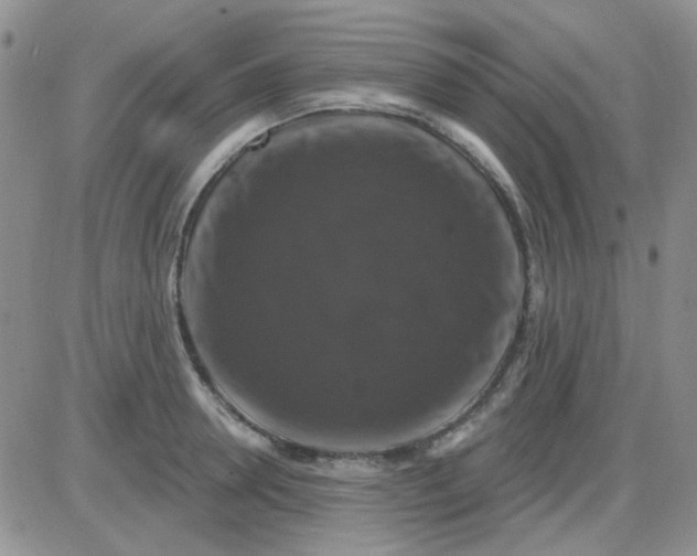 X0000085300946200703231855