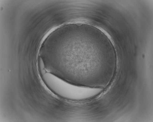 X0000085300949200703231855