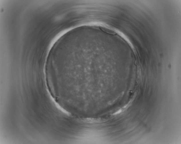 X0000085300959200703231855