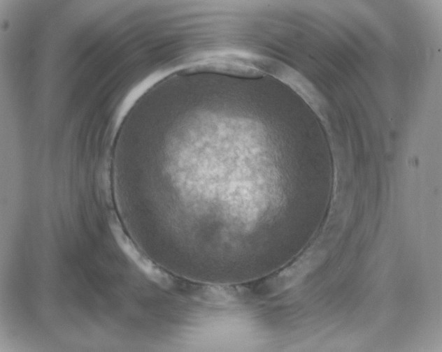 X0000085300960200703231855