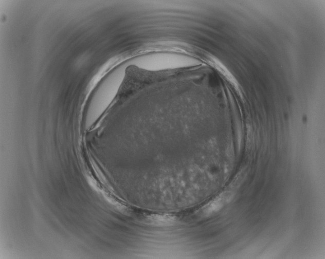 X0000085300994200703231853