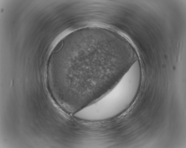 X0000085301048200703231853