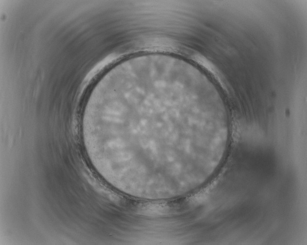 X0000085301074200703231852