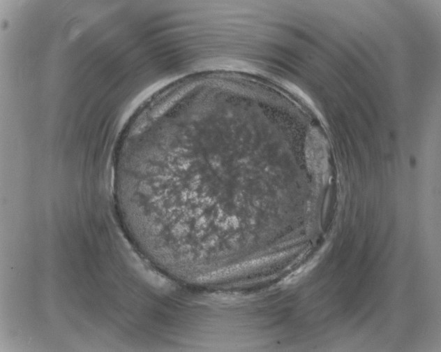 X0000085301125200703231851