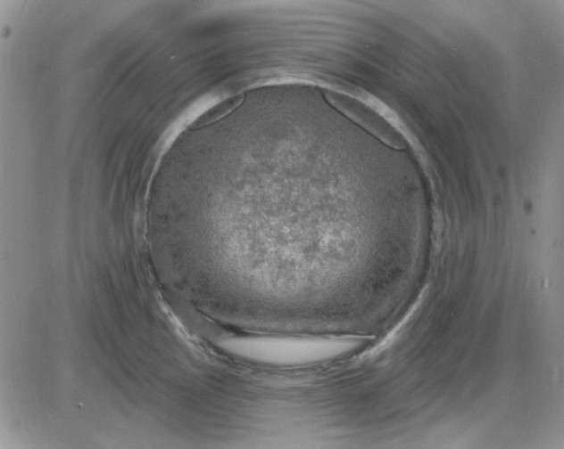 X0000085301145200703231852