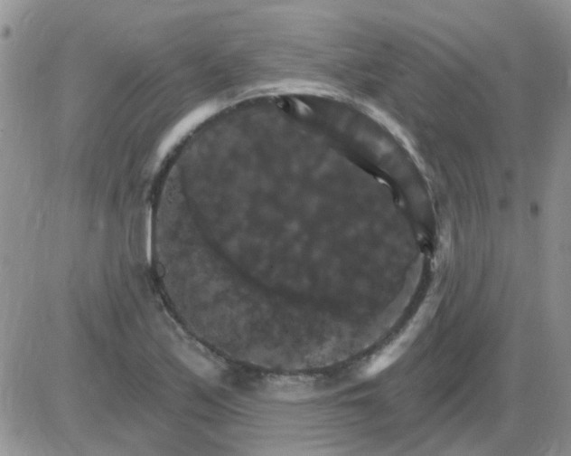 X0000085301171200703231851