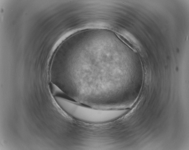 X0000085301192200703231850