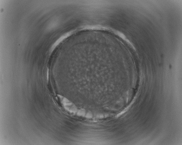 X0000085301221200703231850