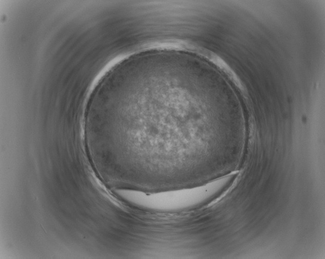 X0000085301232200703231850