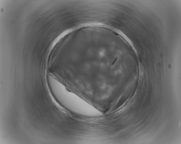 X0000085301245200703231850