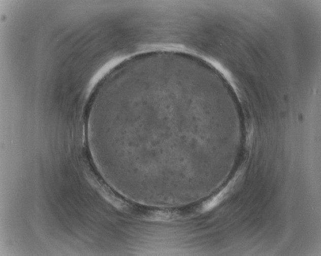 X0000085301271200703231849