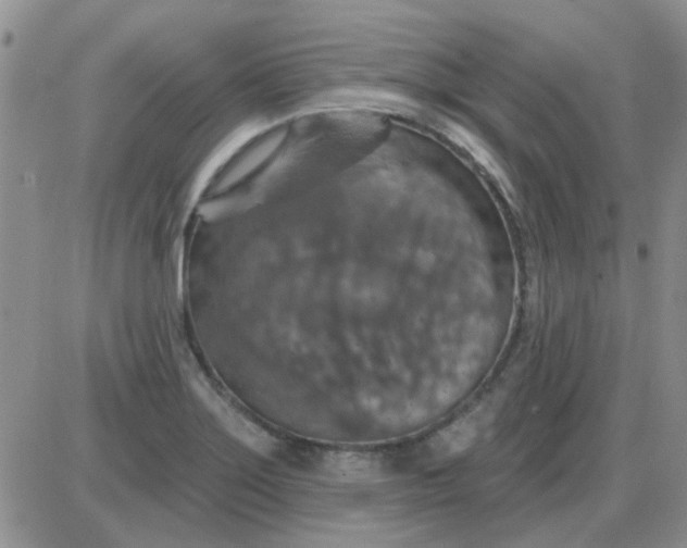 X0000085301275200703231849