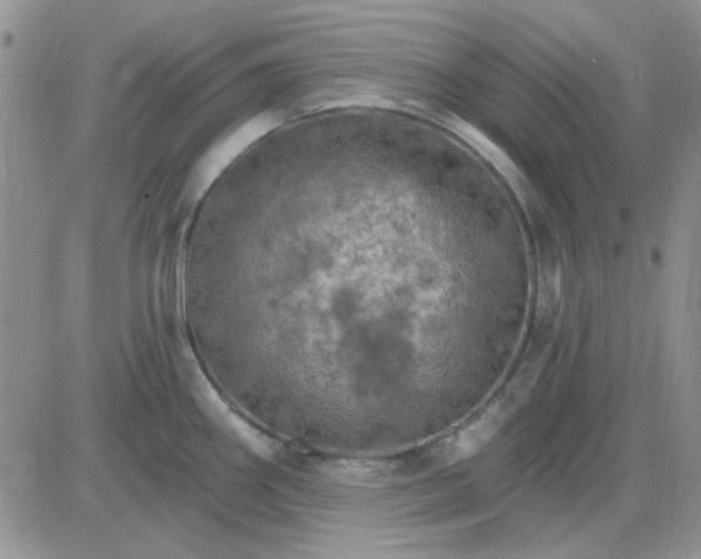 X0000085301290200703231849