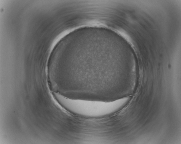 X0000085301335200703231848