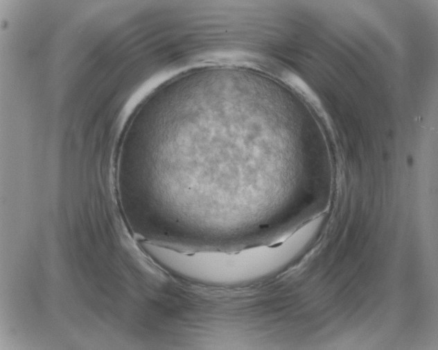 X0000085301336200703231848