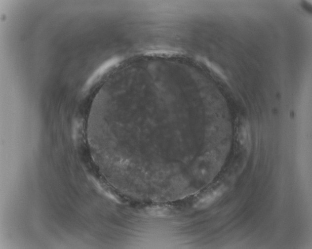 X0000085301351200703231848