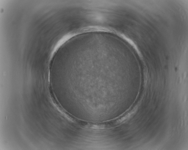 X0000085301365200703231847