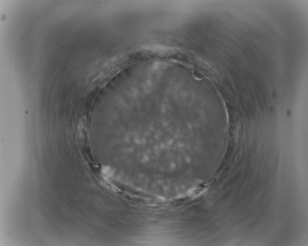 X0000085301397200703231846