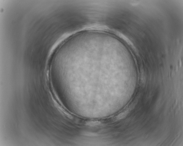 X0000085301462200703231846