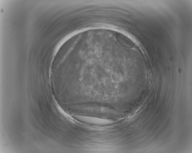 X0000085301535200703231845