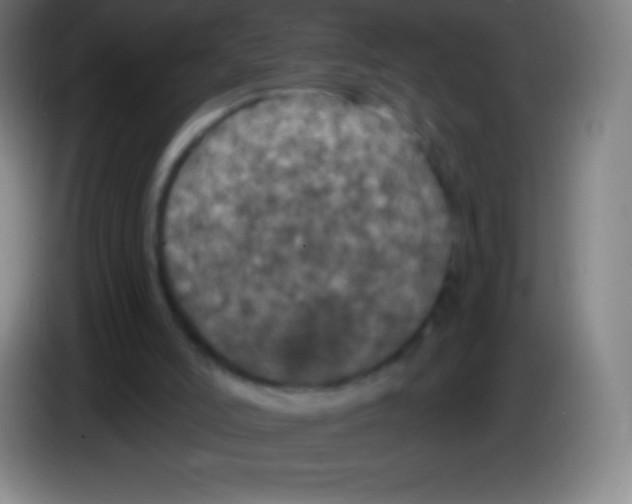 X0000085300006200703302011
