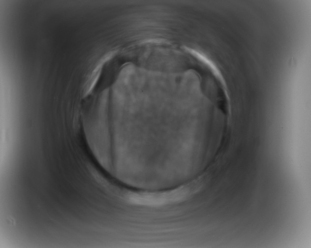 X0000085300009200703302011