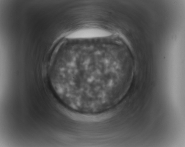 X0000085300010200703302011