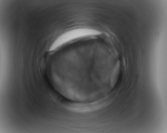 X0000085300029200703302010