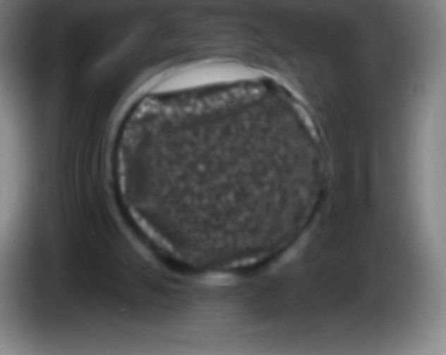 X0000085300055200703302010