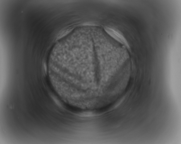 X0000085300061200703302010