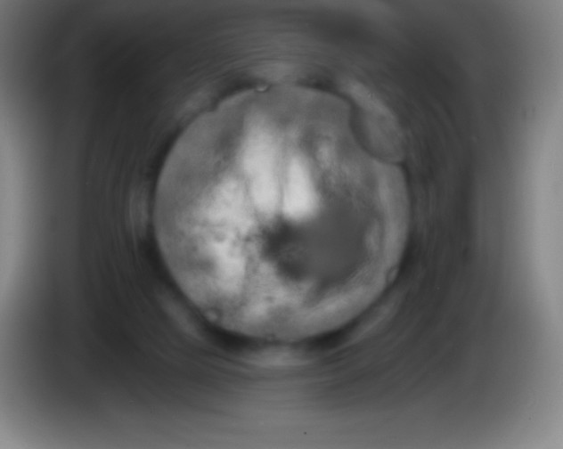 X0000085300065200703302010
