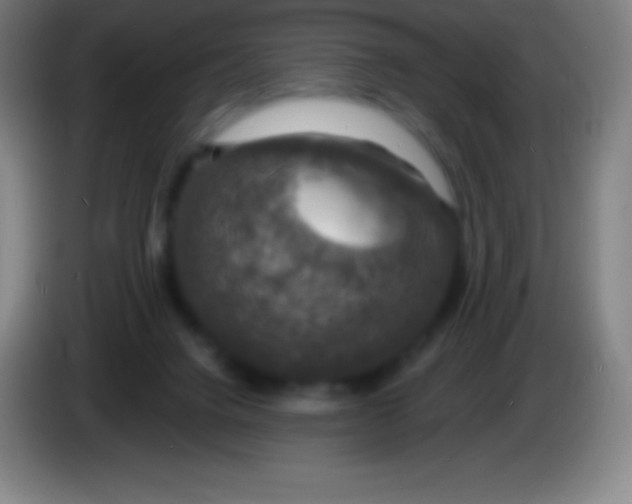 X0000085300072200703302010
