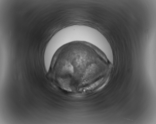 X0000085300094200703302010