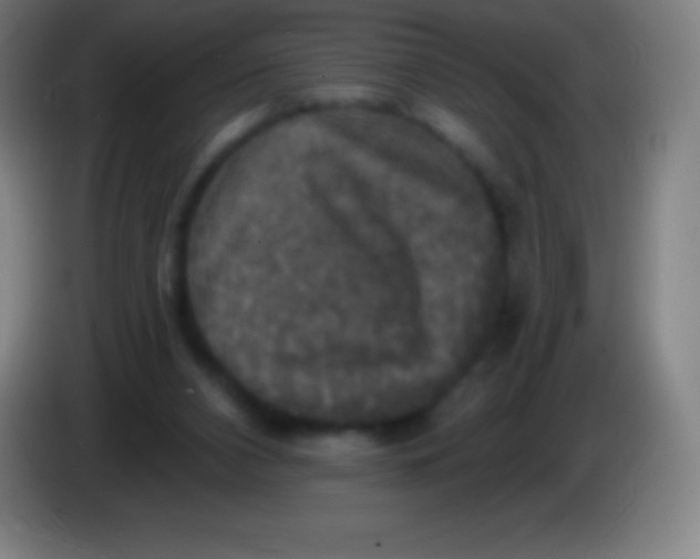 X0000085300112200703302009
