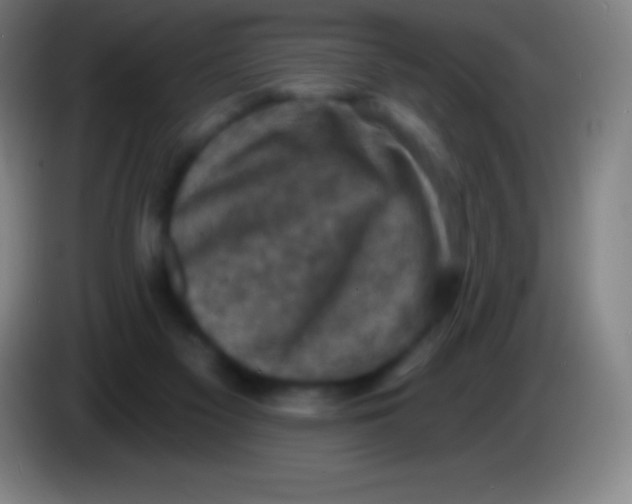 X0000085300117200703302009