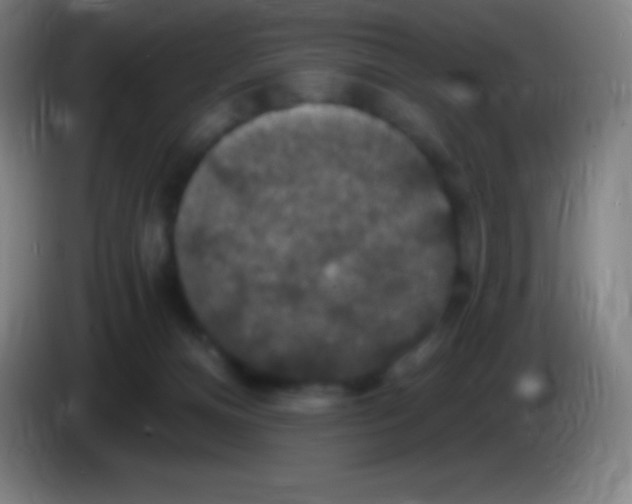 X0000085300128200703302009