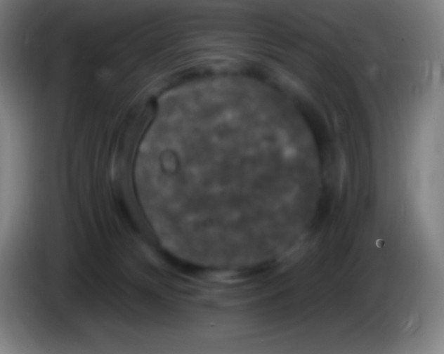 X0000085300132200703302009