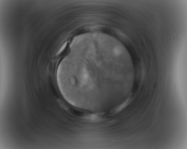 X0000085300140200703302009