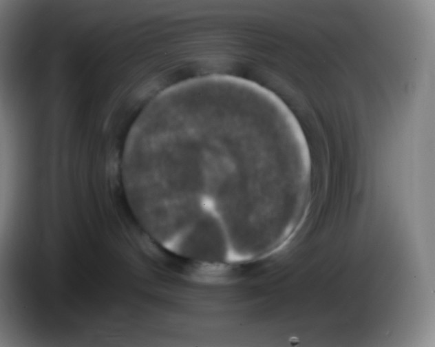 X0000085300144200703302009