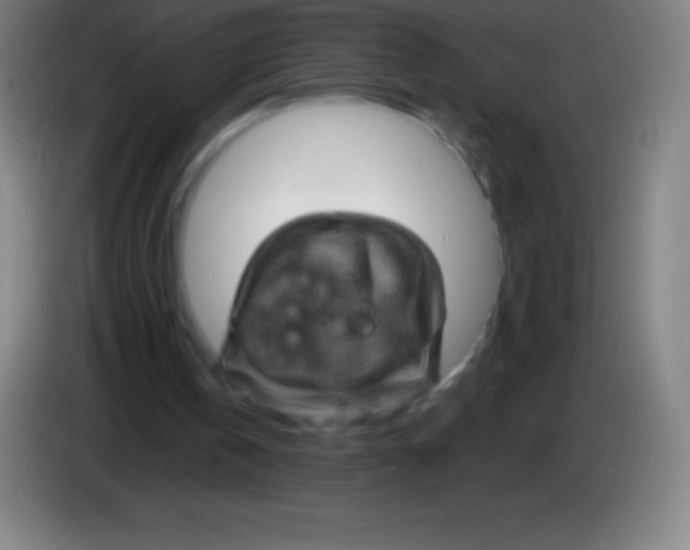 X0000085300146200703302008