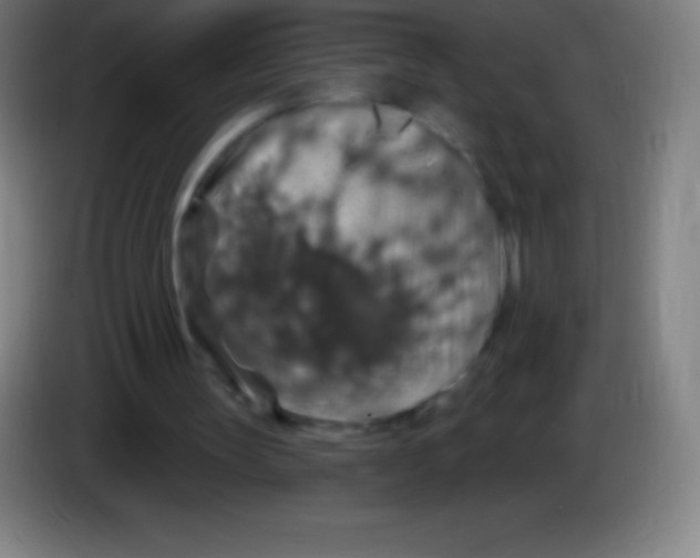 X0000085300147200703302008