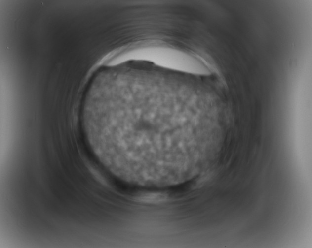 X0000085300155200703302008