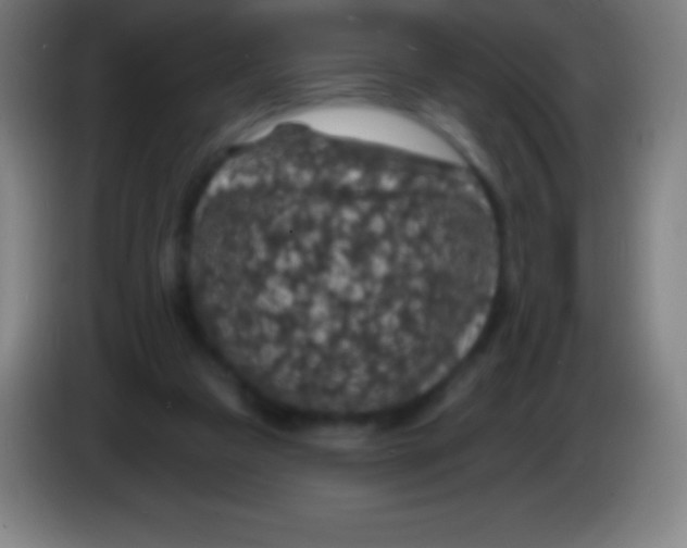 X0000085300161200703302008