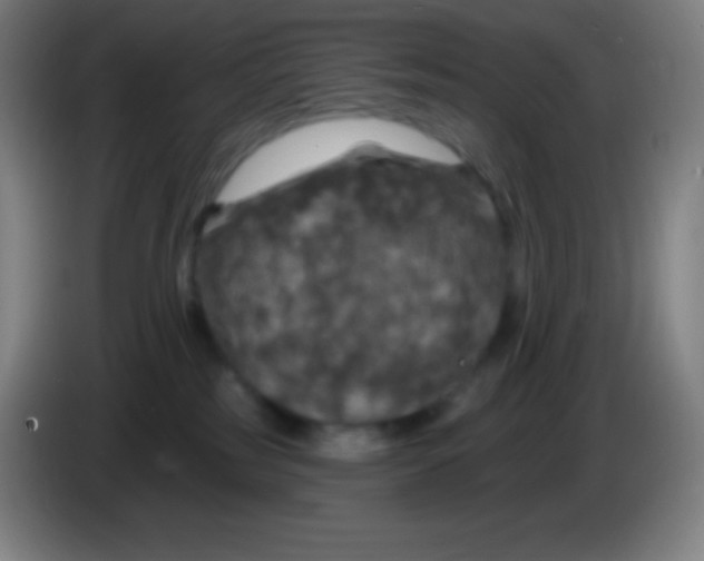X0000085300185200703302009