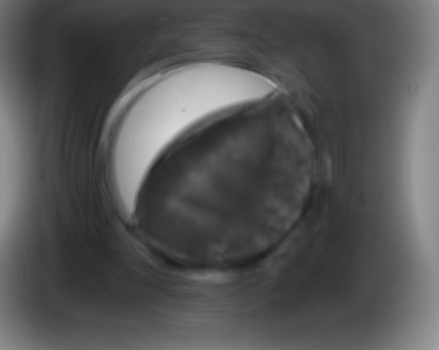 X0000085300198200703302008